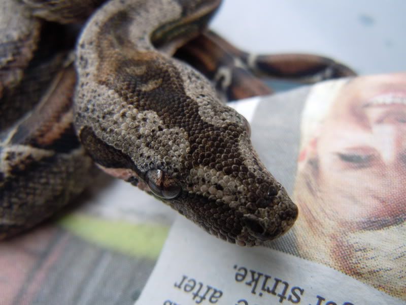 Leopard litter Reptile Forums